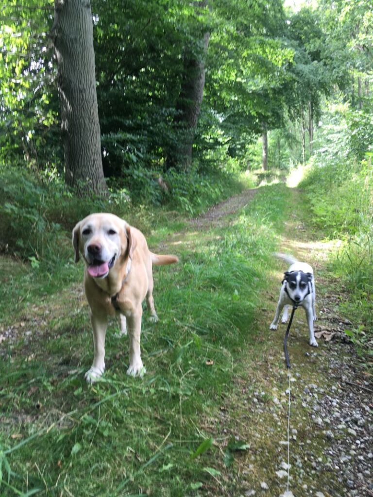 Molly and Frida on a tour a forest