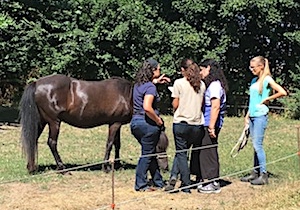 Tilde at a campus with the students. Training with horses